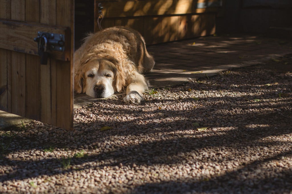 Elderly golden retriever lying on pebbles next to a wooden door bathed in dappled light.