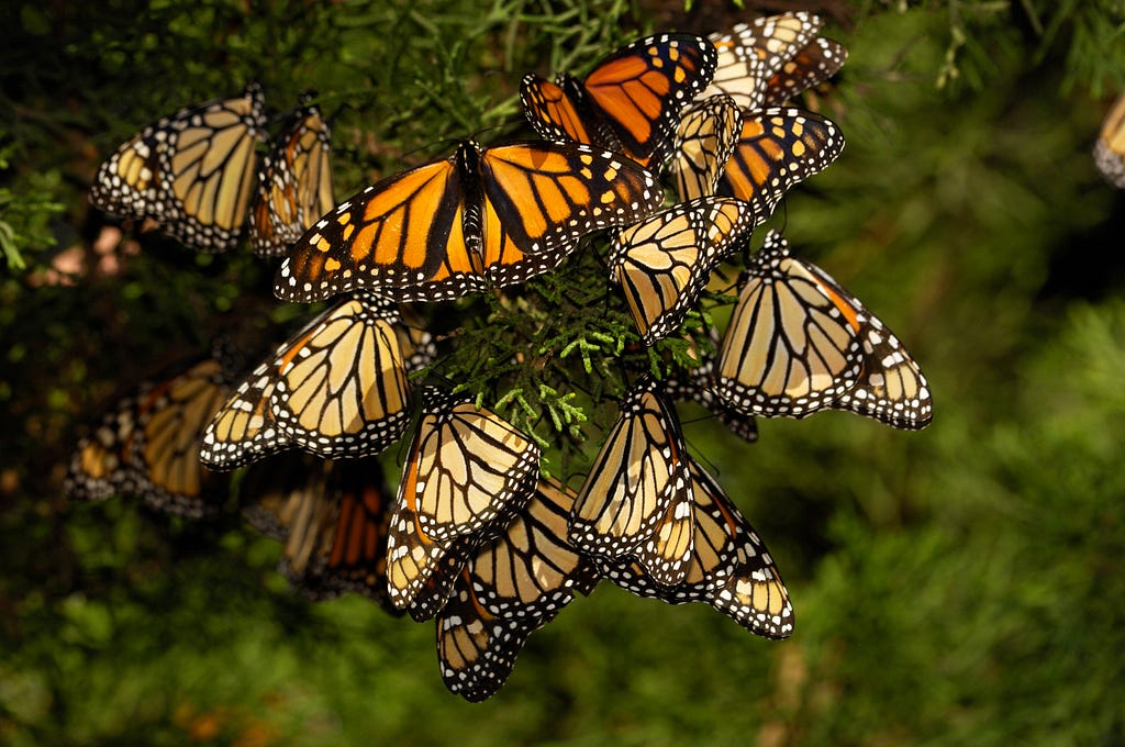 Monarch Butterflies Are on the Rise in California | LaptrinhX / News