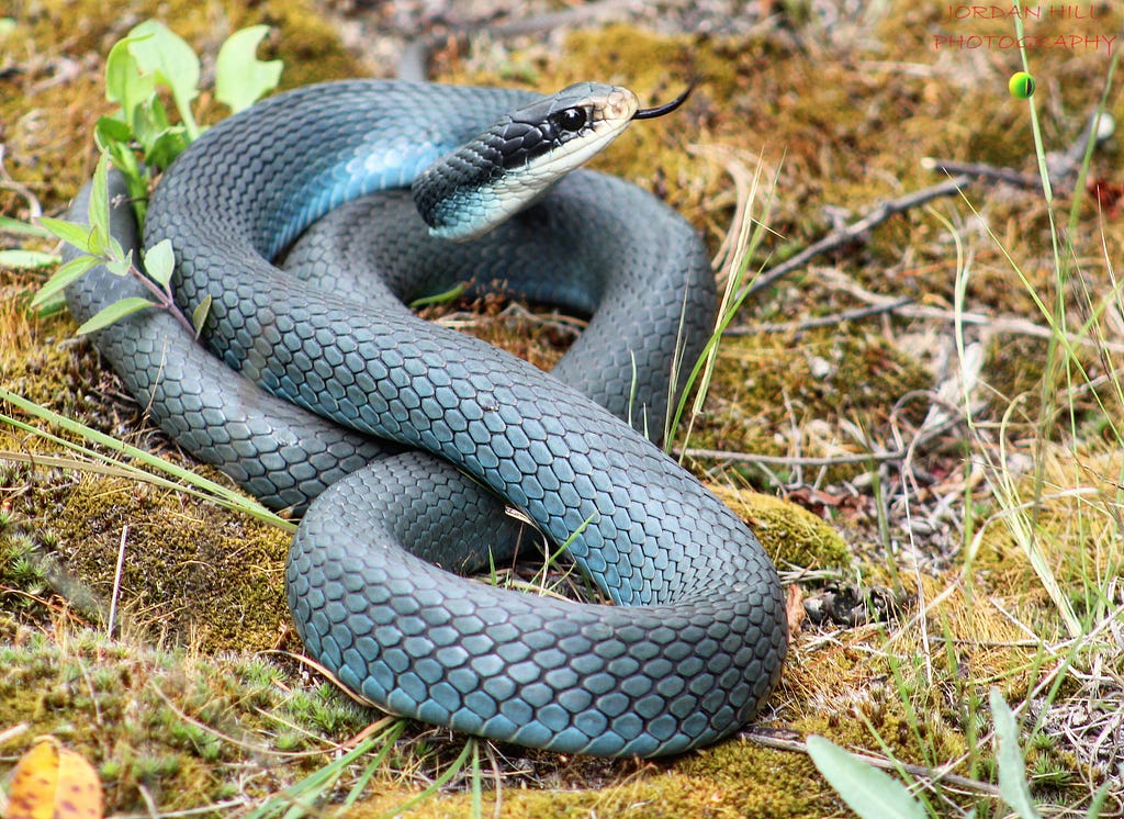 photo of a snake