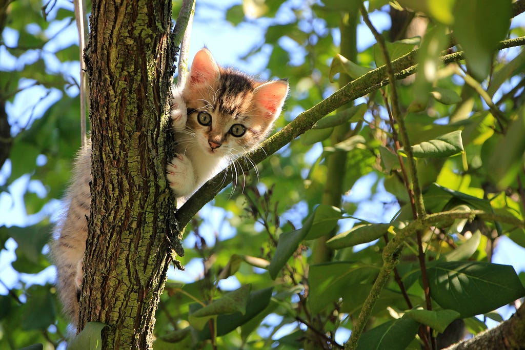 Kitten in a tree