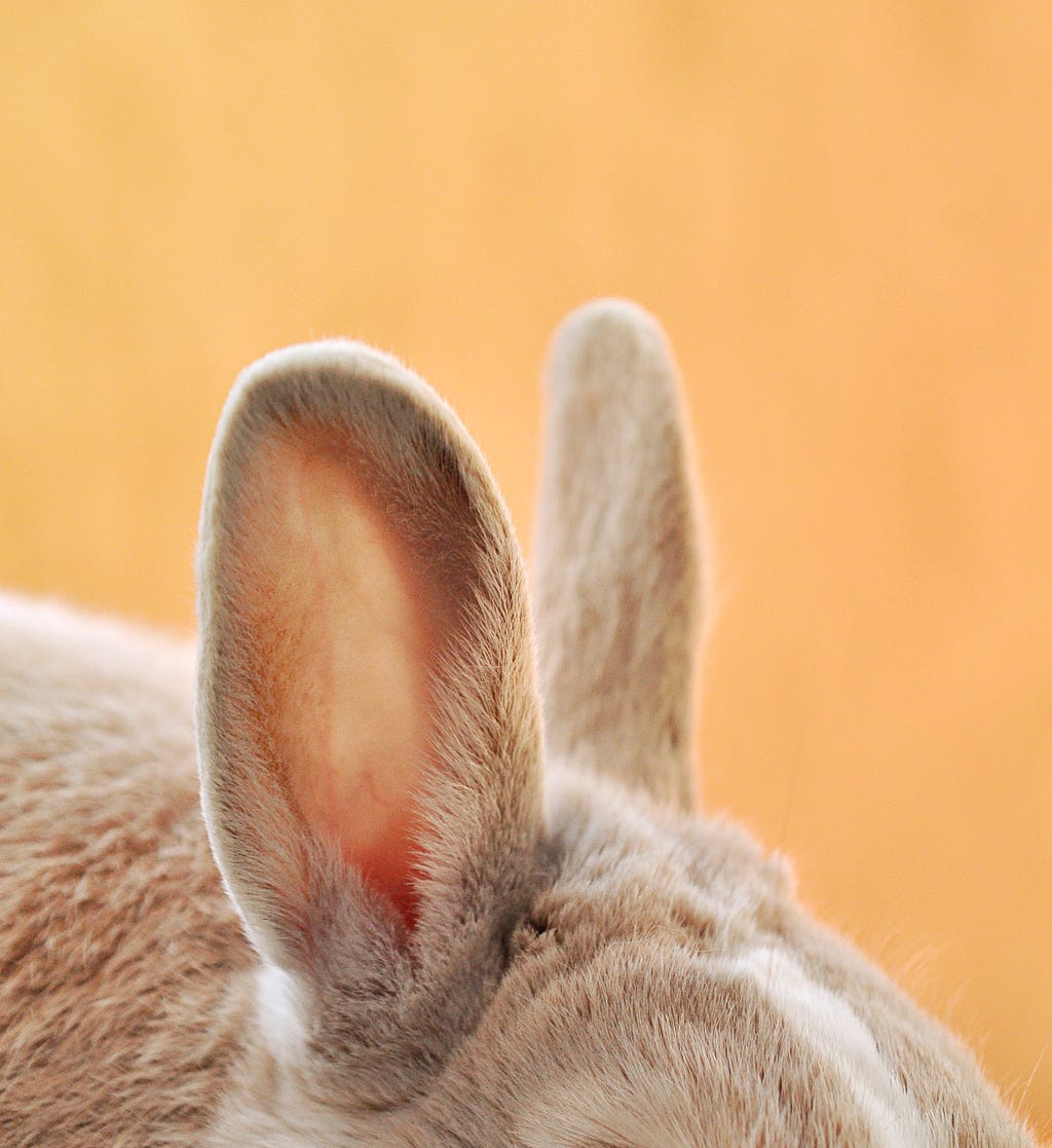 An ear of a rabbit. Symbolising listening to the voice of users.