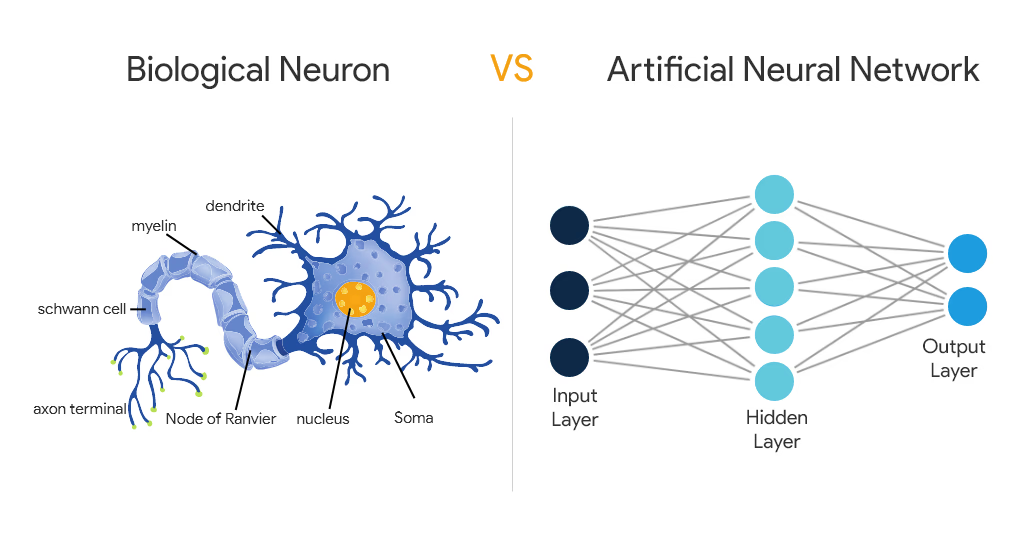 Neurons Don’t Multiply , Why Biological Brains Compute Differently