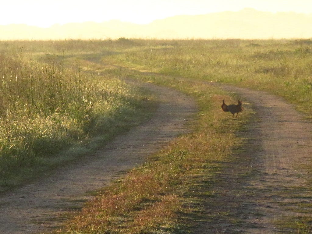 a male prairie chicken performing on the road