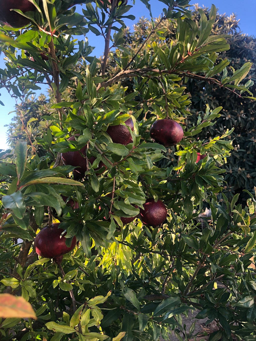 Purple-red quinces on a tree