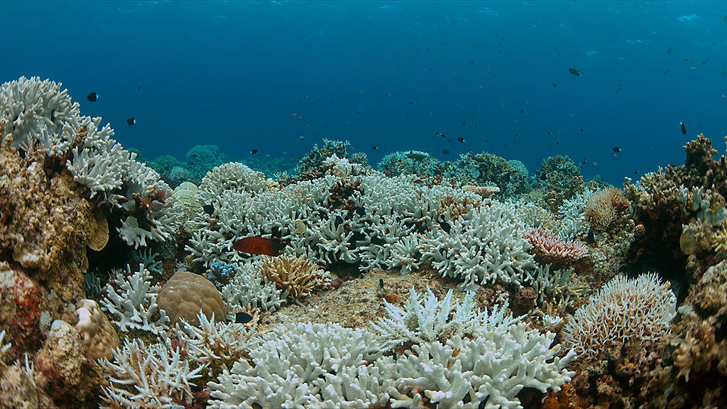 How does climate change affect the great barrier reef image