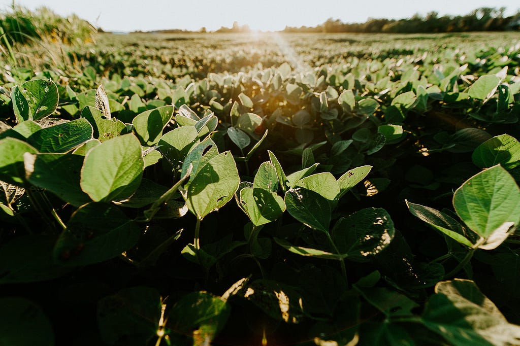A field of soybeans beneath a sunbeam
