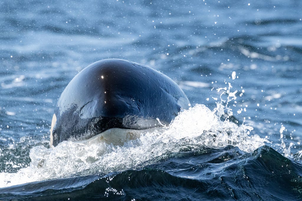 an orca with head out of the water