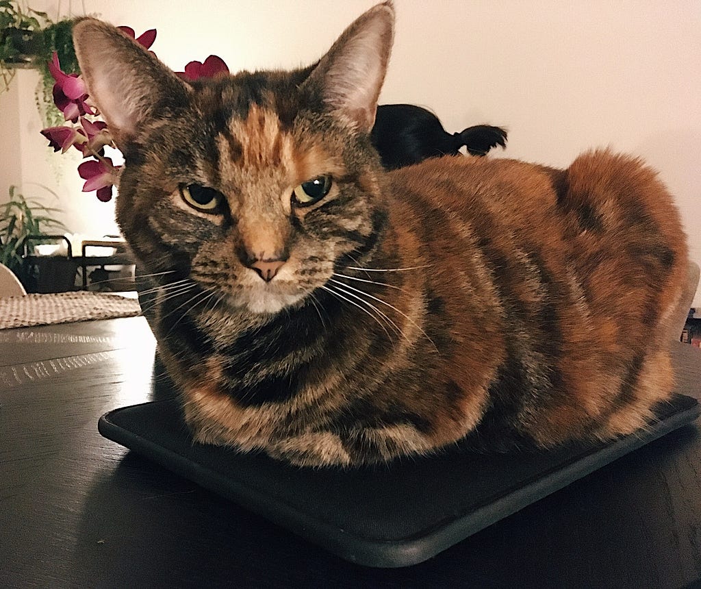 A brown cat called Bruno is sitting on a laptop case, on a black table with purple flowers and artificial lighting in the background.