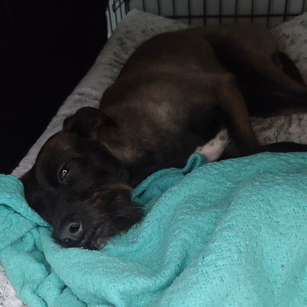 Small, sick dog laying on blanket