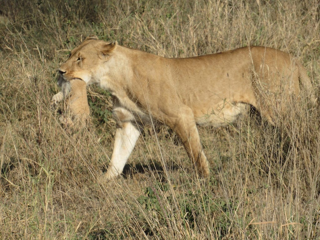 A lioness carrying a cub in her mouth through the tall, dry grass.