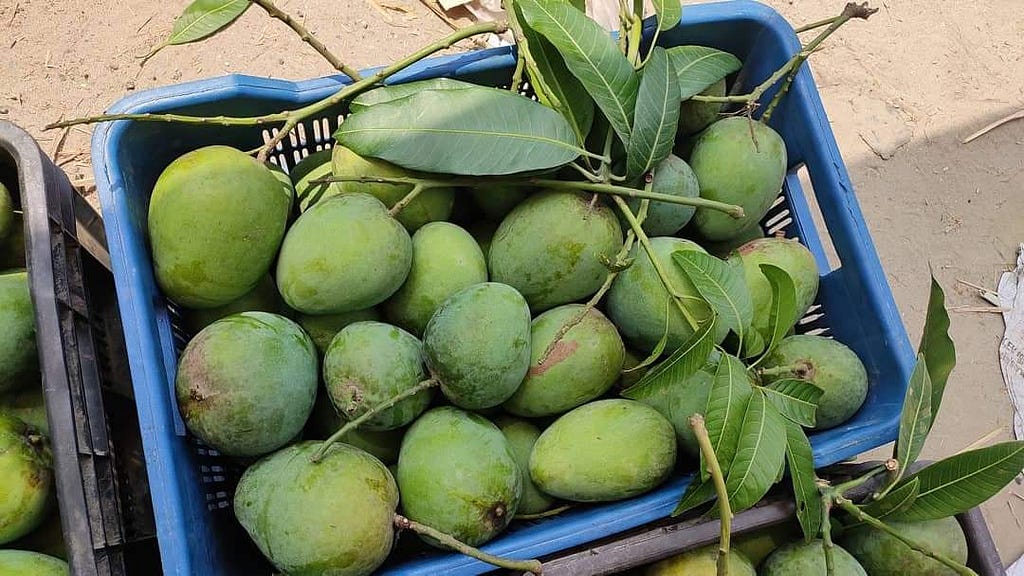 Khirshapat Mango — GI Product of Bangladesh