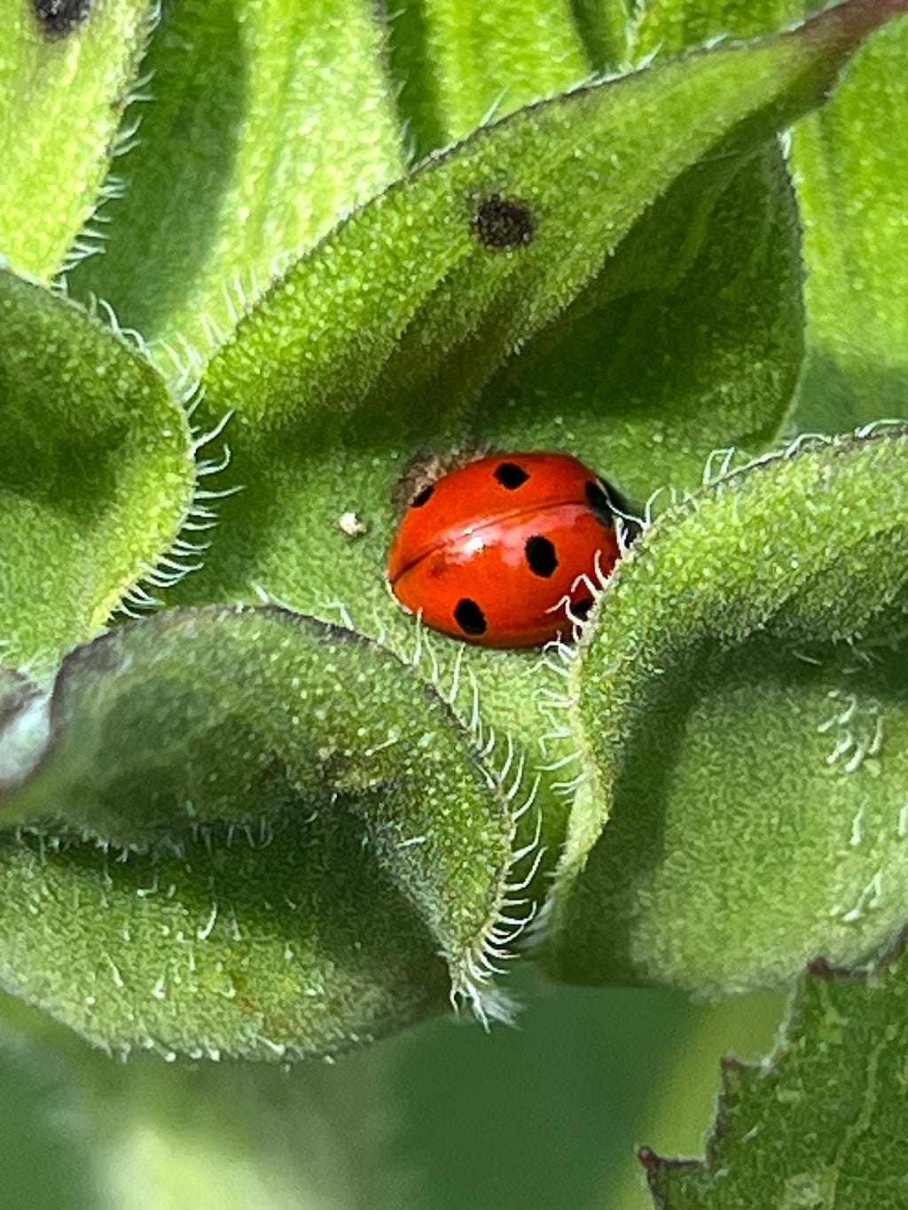 Photo of a black-dotted ladybug, hidden among the folds of sunflower leaves