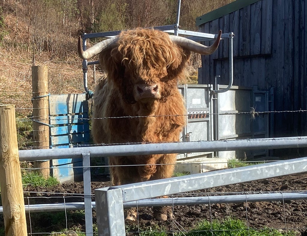 A highland cow looks directly into the camera, over a metal gate