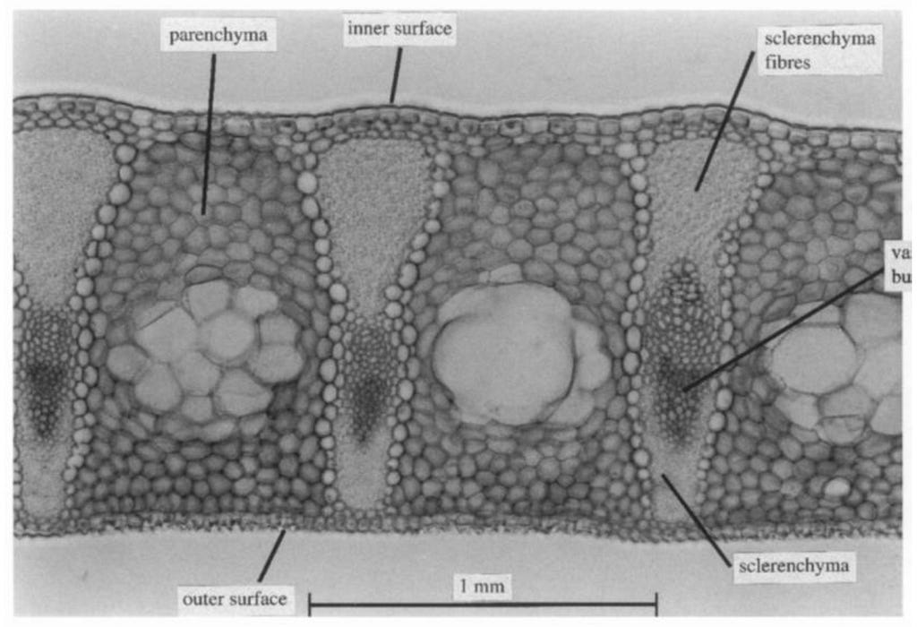 2.8. Light micrograph of a section through part of a leaf of Phormium tenax. Source, Biological Sciences, Figure 1. King & Vincent, 1996.