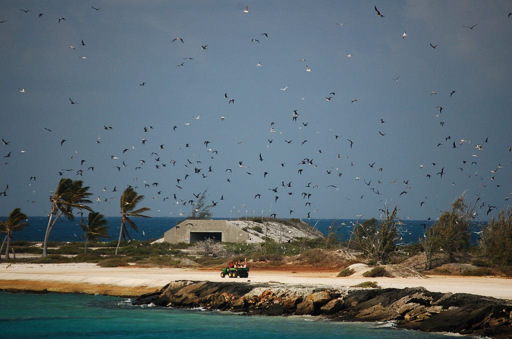 Hundreds of birds fly over palm trees and ocean as volunteers drive in an ATV along the atoll on a sunny day.