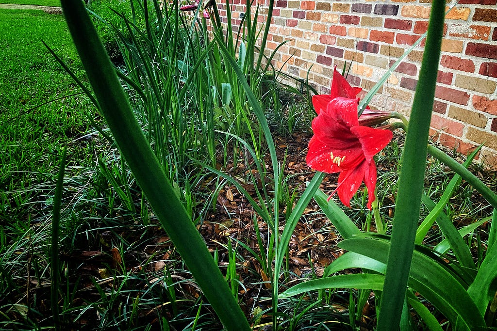 red amaryllis blooming in an unkempt garden among weeds