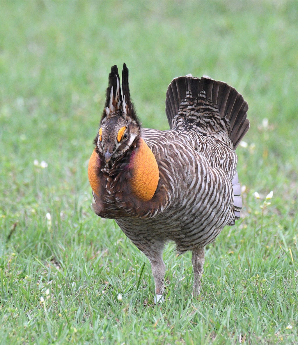 a prairie chicken with orange eyebrow ridges and gular sacs