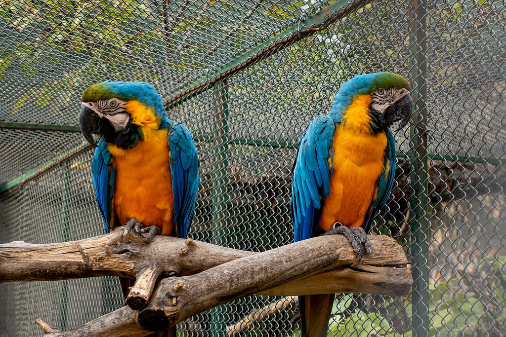 2 brightly coloured parrots sitting on a wooden perch are next to each other, but facing in opposite directions, as if they might be disagreeing. They are outside, but in a large cage.