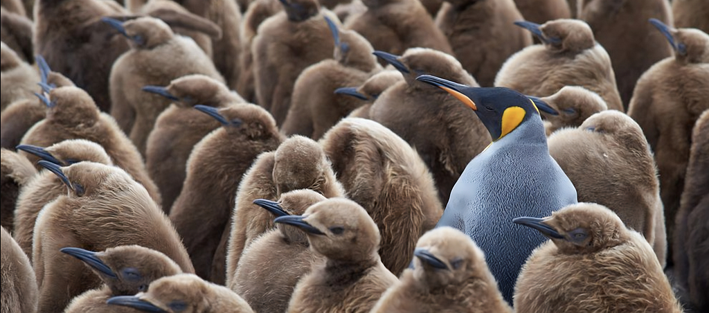 Some baby penguins with brown plummage, and one fancy boy who has his adult feathers