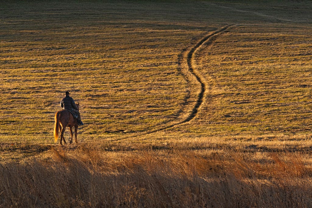 Man riding horse on a trail through a mown field at sunset