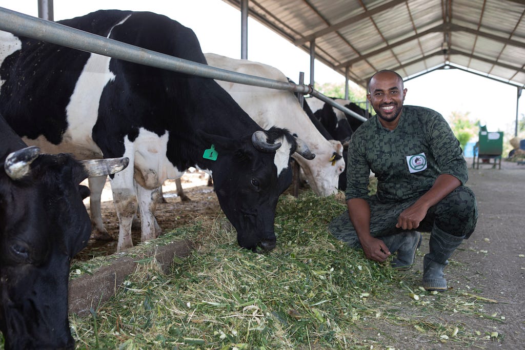 A man kneels beside several cows grazing on green grass underneath a partial enclosure on a farm.