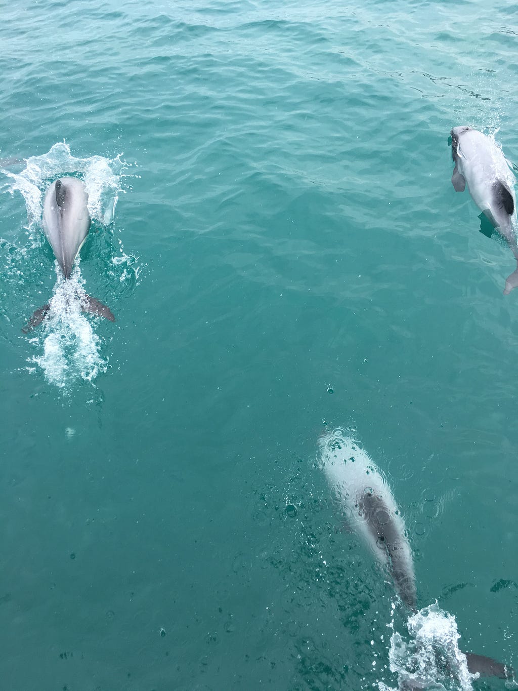 Three grey and black dolphins. Two at the top. One towards the bottom right. The one on the top left is breaking through the water creating a splash