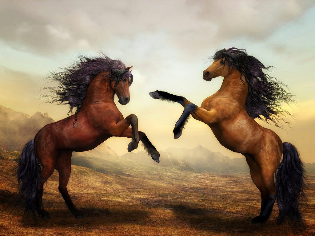 Beautiful brown stallions are on their hindlegs about to crash into one another.