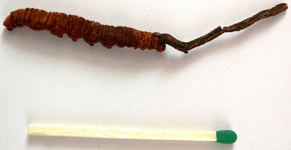 Cordiceps sinensis