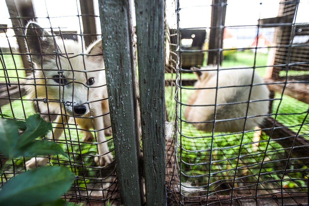 A farmed fox stares into the camera from inside their barren wire mesh cage at a fur farm in Quebec. In the neighbouring enclosure, another fox lies curled up atop the bare wire floor of their cage. These calico or marble-coated foxes spend their entire lives inside these types of cages. They are used for breeding or will eventually themselves be killed for their fur. Canada, 2022. We Animals Media