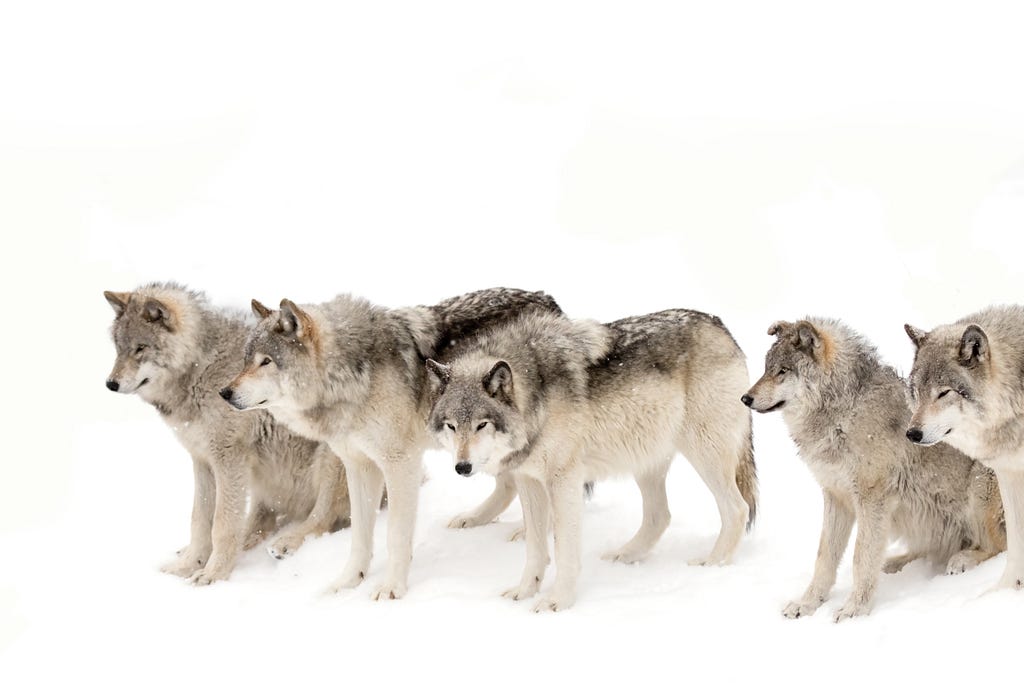 A pack of wolves