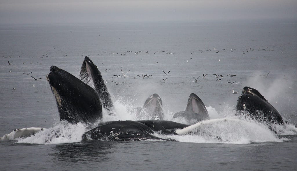 Black whales with open mouths break the surface of the ocean, with seabirds flying behind