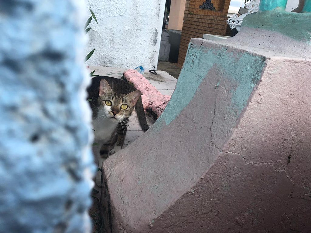 Gato cinza e branco observa desconfiado por trás de sepultura