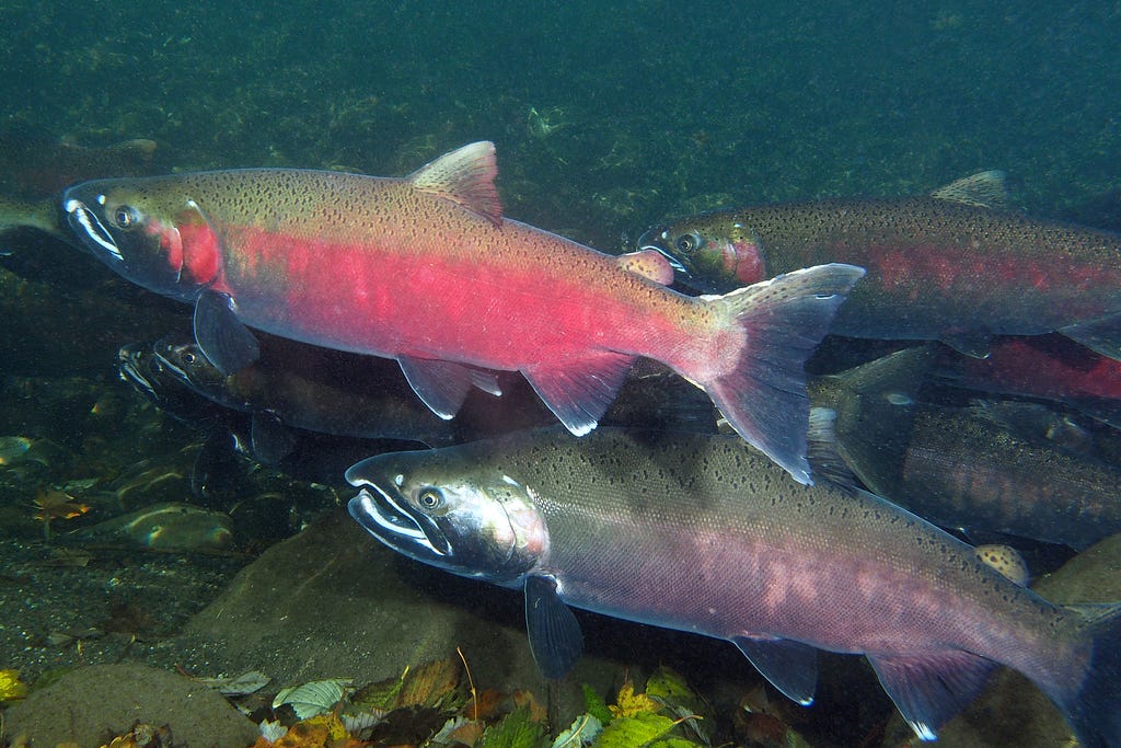 underwater close up view of a run of Coho salmon, fish with red bellies