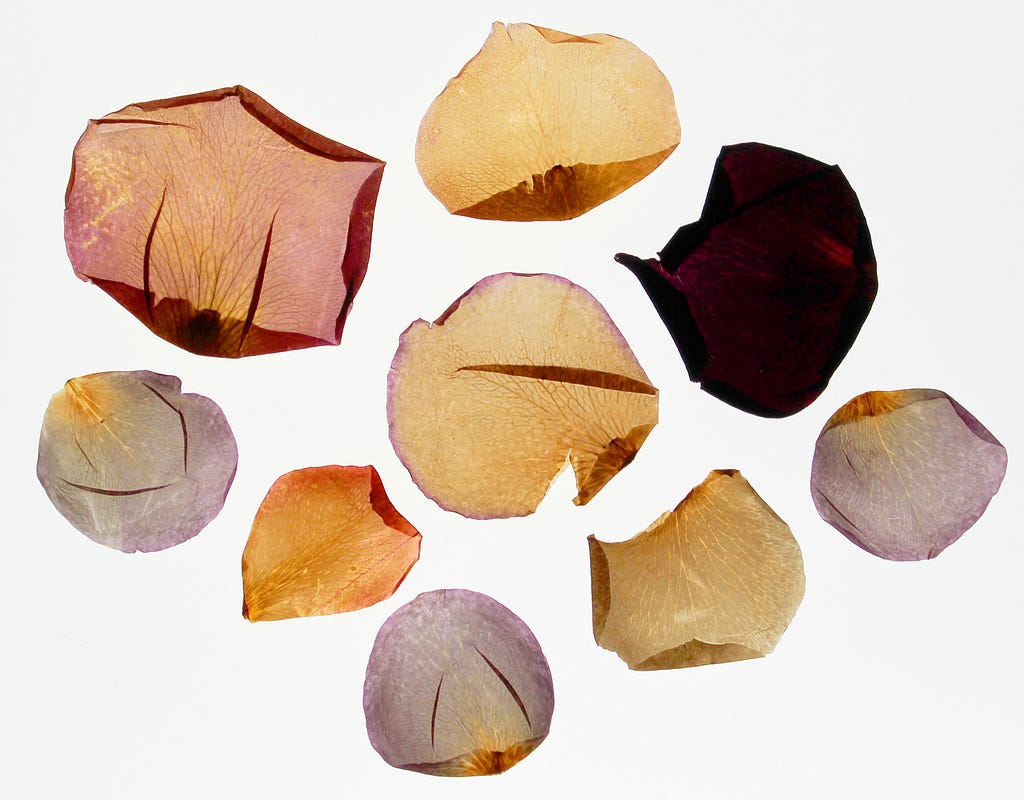 Dried Rose Petals arranged and photographed on a light box