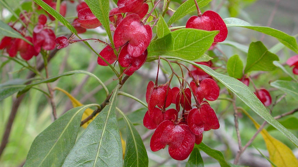 Red ʻaʻaliʻi seed capsules and green leaves.