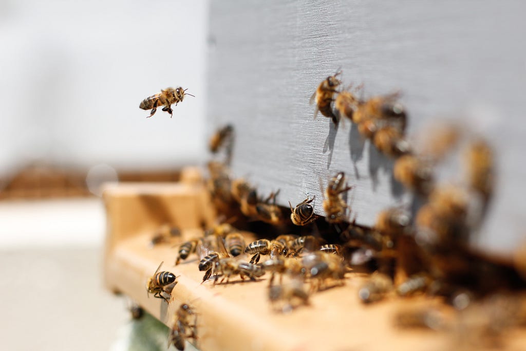 Beehive filled with worker bees and a queen bee