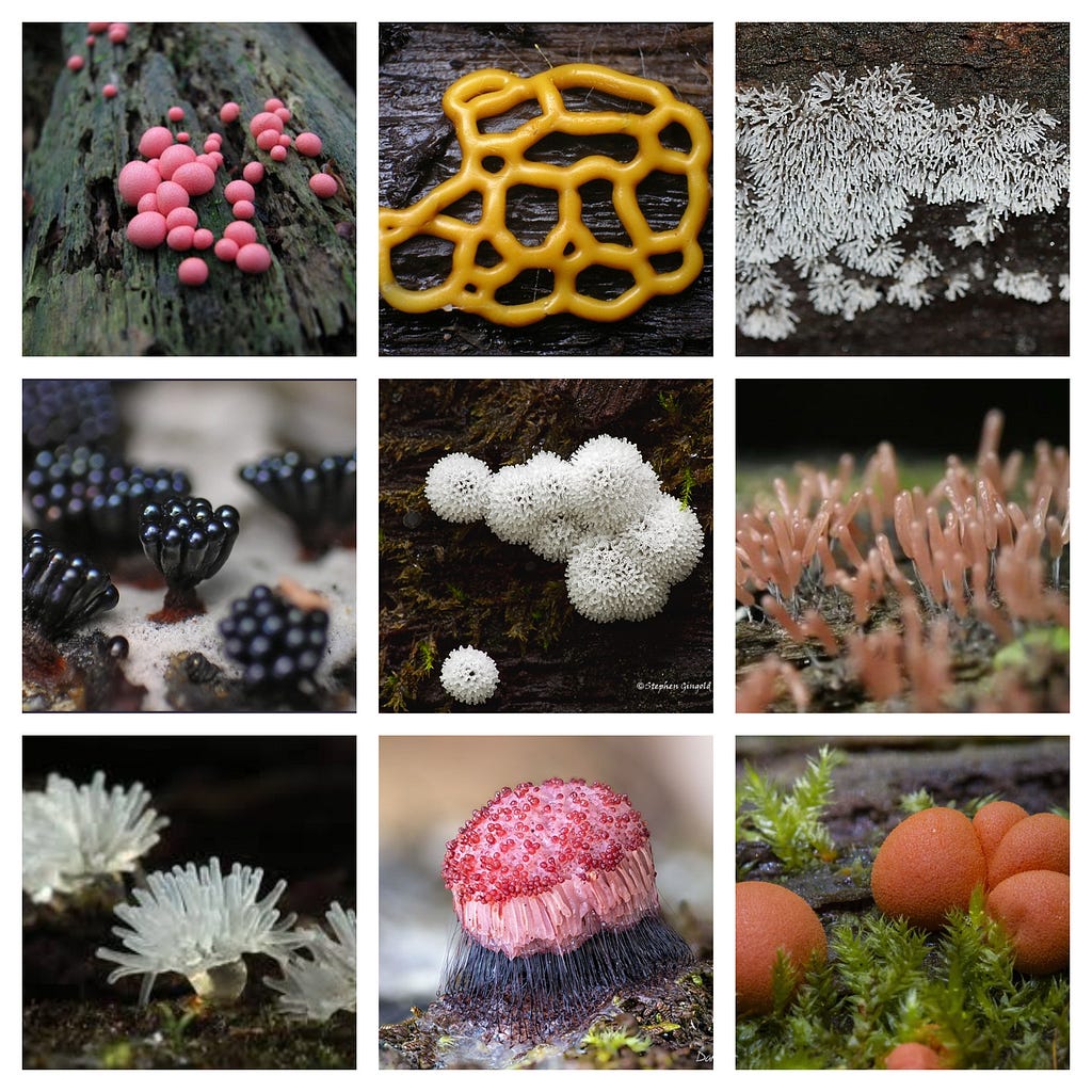 different varieties of slime molds