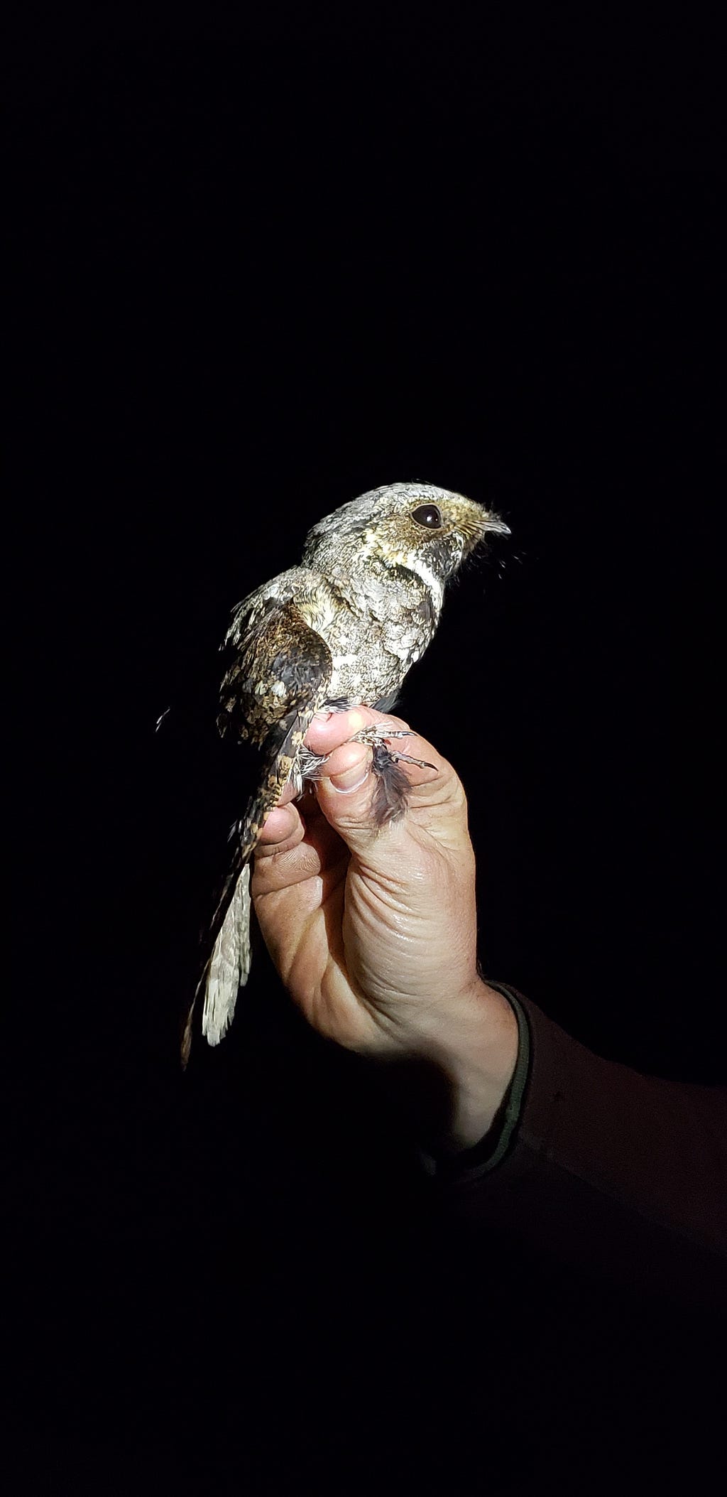 A hand holding a brown bird in a beam of light at night