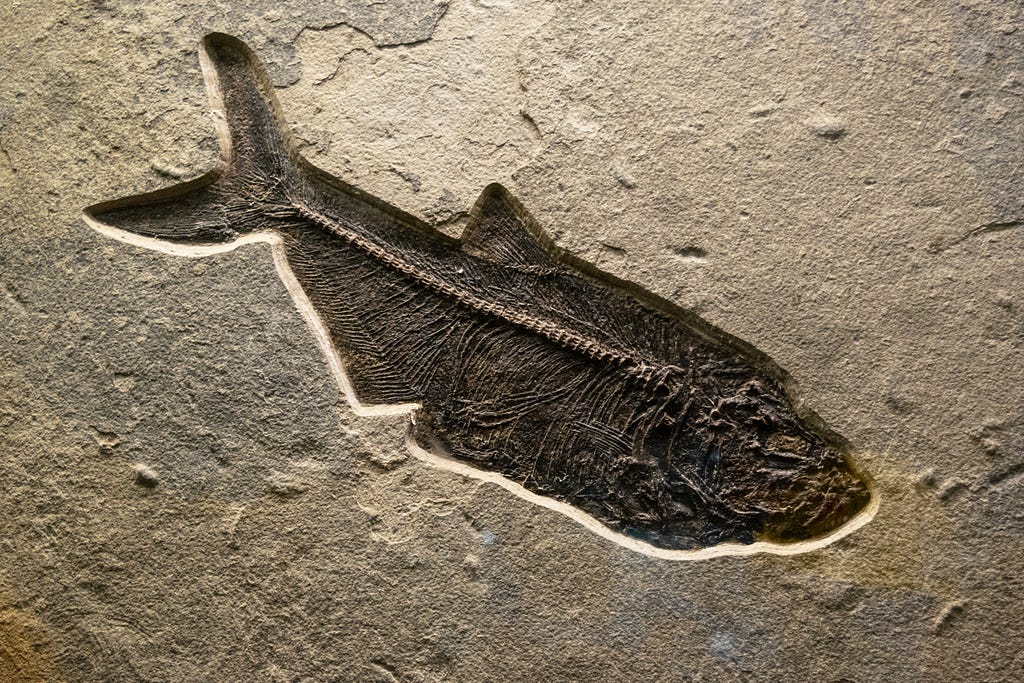 photo of a fossilized fish