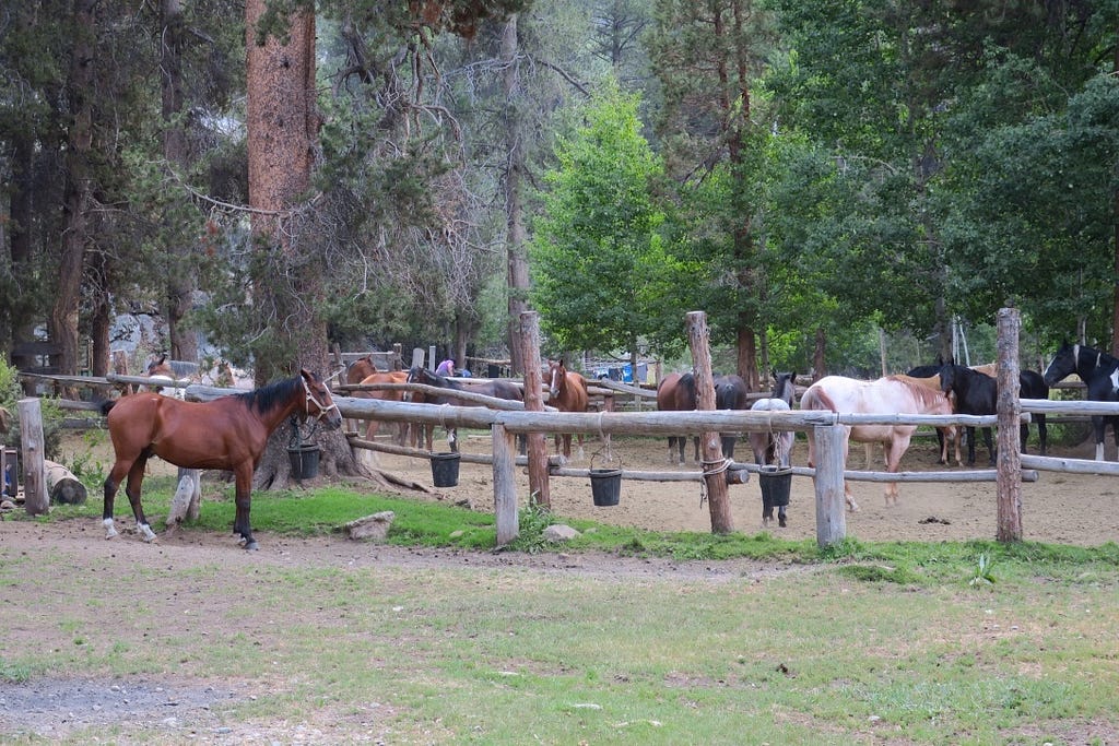 John Muir Trail JMT Muir Trail Ranch MTR horses