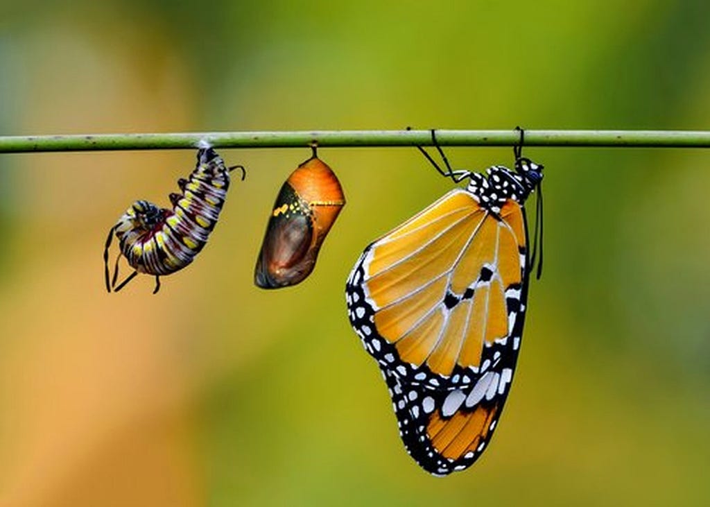 An image of metamorphosis: from a caterpillar to butterfly.