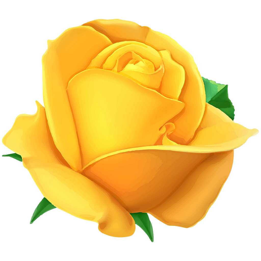 A single yellow rose head