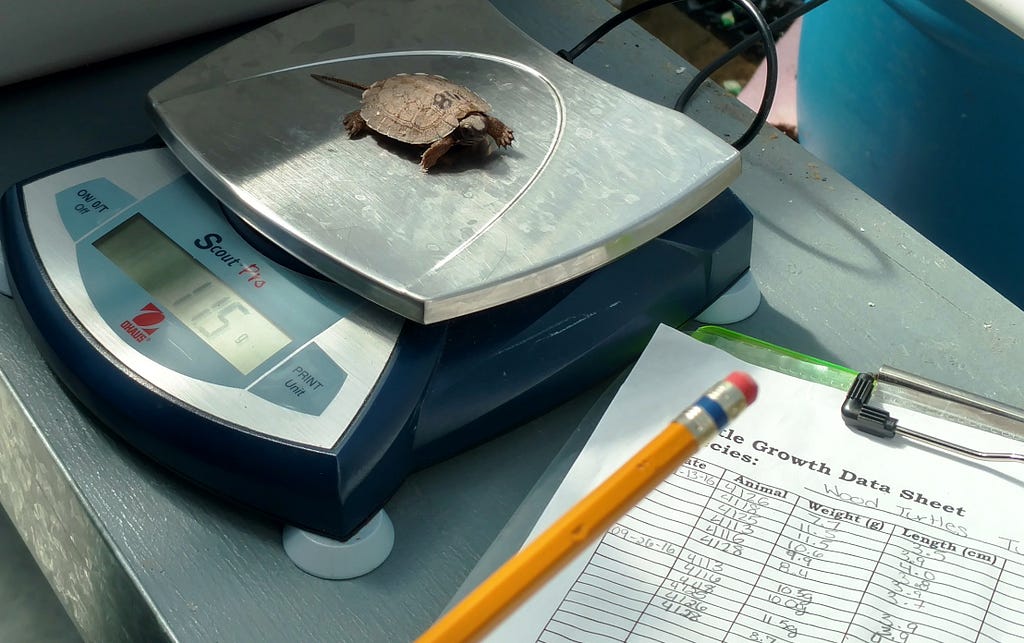 A scale with a hatchling turtle on it