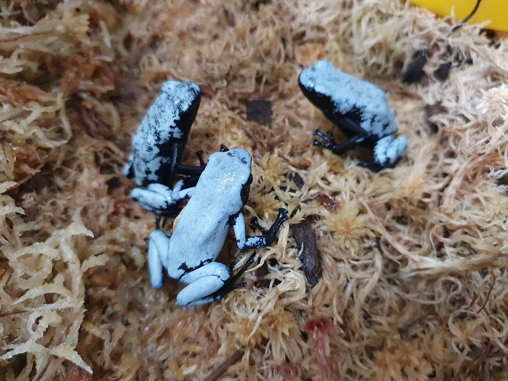 3 blue backed frogs