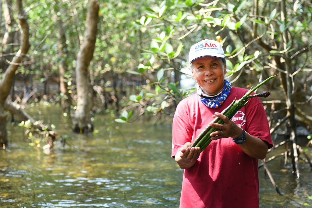 A woman wearing a USAID hat holds a mangrove seedling.