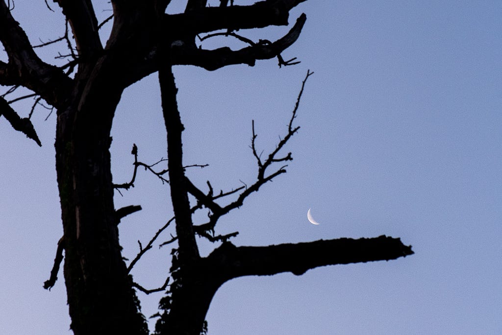 As the sun rises, the moon sets behind a tree on a footpath near the castle ruins Isenburg. Essen, Germany, July 23, 2022.