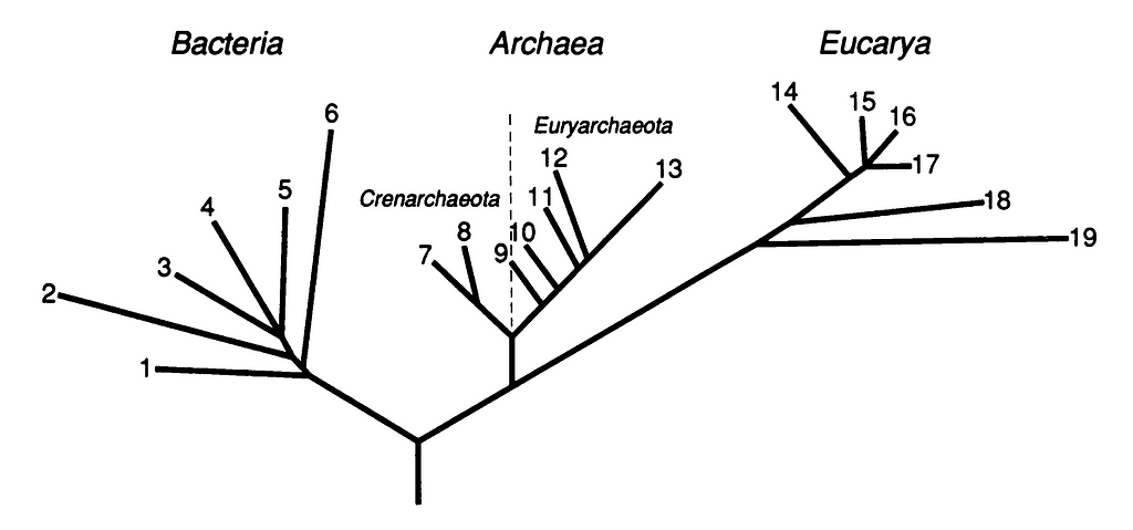 A phylogenetic tree based on 16S rRNA sequence comparisons, emphasizing the three domain system, as proposed by Woese et al. Source