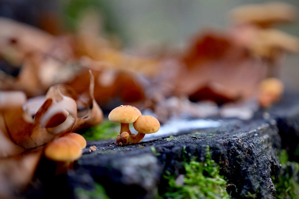 Photo of a tree stump covered in dried fallen leaves with the focus on a small pair of mushrooms.