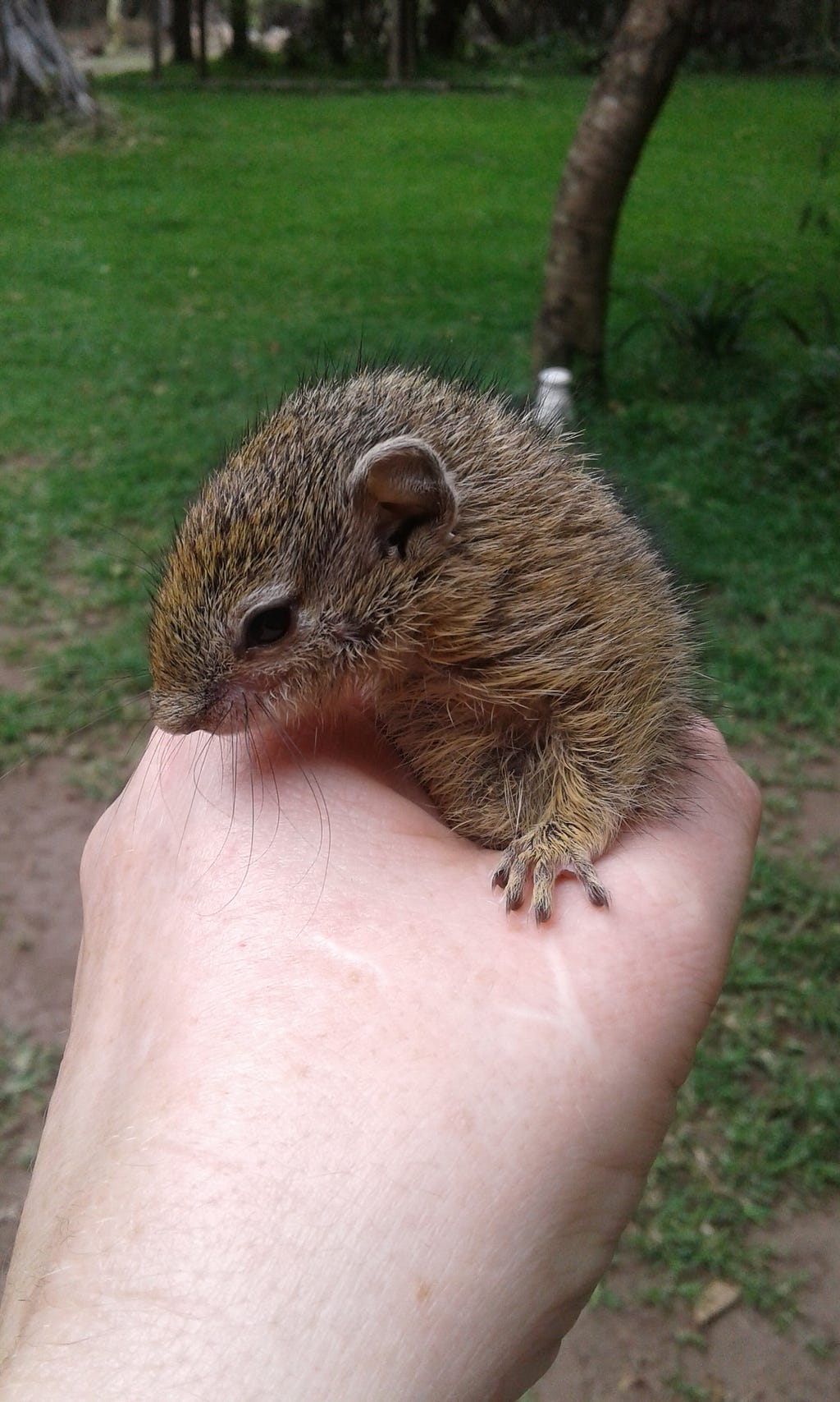 A Caucasian person holding a young male squirrel in their hand, with grass in the background