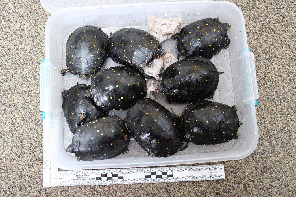 A plastic bin full of spotted turtles